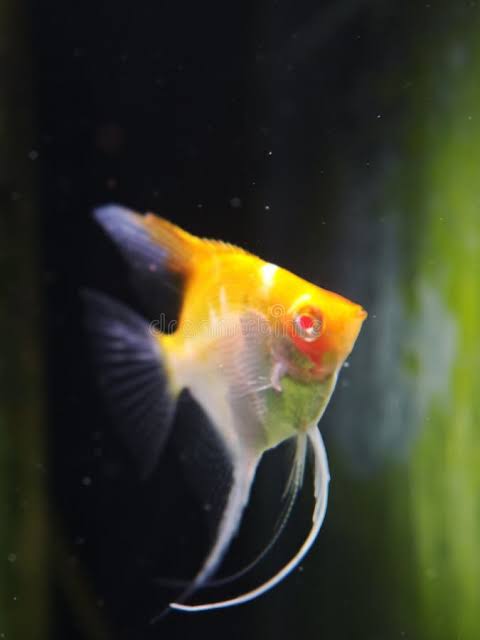 Juvenile Tropical Angelish Manfish Red Cap Albino with Red Eye Stock Image  - Image of tropical, hobby: 378120101