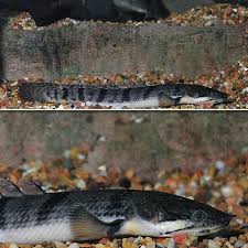 Fw Weeksii Bichir