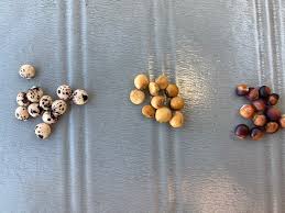 Image result for Cajanus cajan