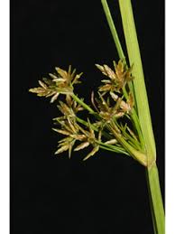 Image result for Cyperus haspan