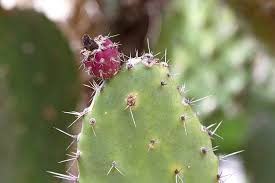 They are usually sold with the thorns removed. Prickly Pear Cactus San Diego Zoo Animals Plants