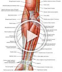 image medical medical anatomy anatomi ve fizyoloji tibbi anatomi