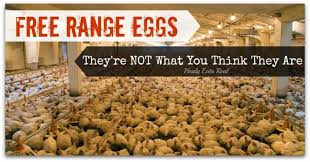 Free range eggs does not mean that the chickens are free from antibiotics or hormones. Free Range Eggs They Re Not What You Think They Are Healy Eats Real