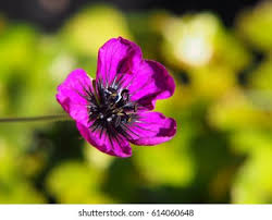 Image result for Geranium `Sandrine`