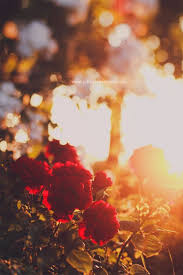 To Love Beauty Is To See Light Nature Photography Beautiful Flowers Wallpapers Beautiful Nature