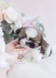 Maybe you would like to learn more about one of these? Teacup Puppy Breeds For Sale Teacup Puppies Boutique