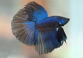 Table of contents ikan laga tidak dinafikan lagi adalah antara ikan air. D Ikan Laga Home Facebook