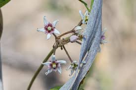 Image result for Cynanchum praecox