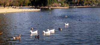 Image result for Reseda