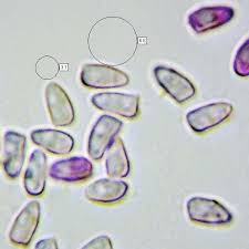 Image result for Cheirostylis lepida