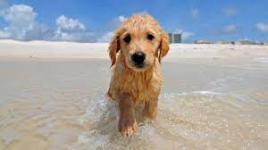 I am a hobby breeder in navarre, fl. 5 Dog Friendly Beaches On Florida S Gulf Coast