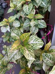 Image result for Iresine