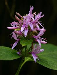 Image result for Hypoestes aristata