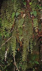 Image result for Hymenophyllum triangulare