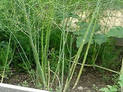 Asparagus varieties are available in two color options: Edible Landscaping Edible Of The Month Asparagus Garden Org