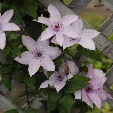 Maybe you would like to learn more about one of these? Clematis Hagley Hybrid Perennial Resource In 2020 Clematis Perennials Clematis Vine