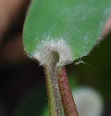Image result for Dichapetalum deflexum