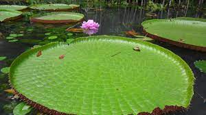 Park in bauru, são paulo, brazil. Vitoria Regia The Jewel Of The Amazon Steemkr