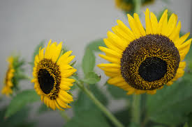 Bunga kecil bunga matahari, liar bunga matahari, kuning kelopak, jeruk ‹ ›. Wallpaper Alam Bidang Kuning Sony Tokyo 7 Menanam Bunga Matahari Flora Zeiss T Alfa Alpha7 Sonnar Sonnart55mmf18 Fauna Bunga Liar Botani Tanaman Tanah Tanaman Berbunga Merapatkan Tanaman Tahunan Fotografi Makro Batang