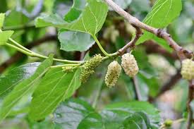 A community for 6 years. Mulberry Tree Identification Gardenerdy