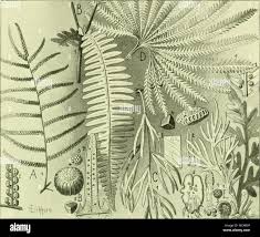 Image result for Parkeriaceae