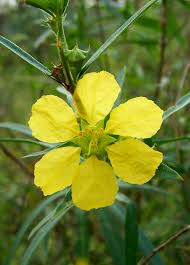 Sun Opener Sinicuichi Heimia Salicifolia Perennial Herbs Psychoactive Plants Plants