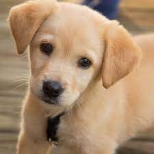 These are some pictures of cute animals that you will feel compelled to preserve. Cute Animals Cutepetstweet Twitter