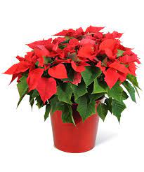 Red Poinsettia Festive Flowers Poinsettia Christmas Flowers