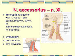 نتیجه جستجوی لغت [accessorius] در گوگل