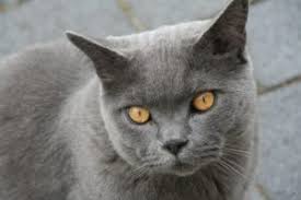 Reddit meet nala the british shorthair. Best Toys For A British Shorthair Cat And How To Choose Them Scottish Fold Cats And Kittens Cat Breed Information Scottish Fold Cats And Kittens Cat Breed Information