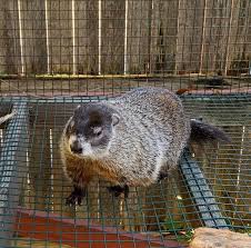 And made his prediction in front of about 16 members of the punxsutawney groundhog club at gobbler's knob. 4sgcywvjnxoxem
