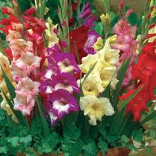 Image result for Gladiolus zambesiacus
