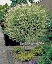 Harlekinweide Glamouroser Blattschmuck Garten Garten Bepflanzen Vorgarten Pflanzen