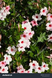 Image result for dipladenie sanderi obrázek