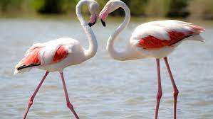 No confronto entre o atual bicampeão nacional e o detentor dos últimos títulos da copa do brasil e da libertadores, melhor para o primeiro. Fun Facts And Trivia About Flamingos
