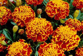 Image result for Tagetes patula