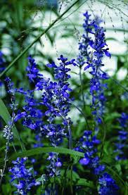 Image result for Salvia farinacea