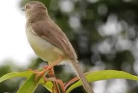 Ciblek semi, tidak jauh berbeda dengan ciblek kristal, dengan ciri khas warna kuning pada bagian perut, dada harga burung ciblek memang sangat beragam, disesuaikan dengan jenis dan usianya. Info Burung Ciblek Harga Terbaru Tahun 2021 Jenis Makanan