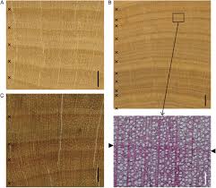 Image result for Xylopia wilwerthii