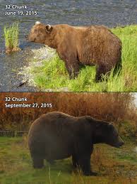 Fat Bear Week Round One,...