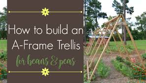 To make a trellis simply cut off the ends of {9} 6′ sticks and line them up in a grid pattern {5 sticks by 4 sticks}. How To Build An A Frame Garden Trellis The Beginner S Garden