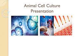 Maybe you would like to learn more about one of these? Animal Cell Culture Presentation Ppt Download