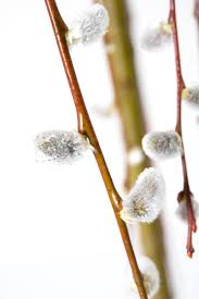 Table of contents salix caprea pendula care hardiness 00:37 selection 00:53 planting 01:20 liabilities 01:36. Hangende Katzchenweide Salix Caprea Pendula Gunstig Online Kaufen