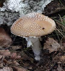 Amanita Pantherina Wikipedia
