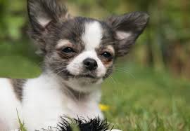 20 Fun Facts You Didn T Know About Chihuahuas Kopek Kedi Kopek Kedi