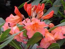 Rhododendron Tortoiseshell Orange Google Zoeken Rhododendron Orange Plants