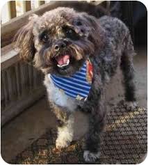 Despite the name, it has no verified historic or scientific connection to the island of malta.: Broodle Griffon Brussels Griffon Poodle Mix Info Puppies Temperament Pictures