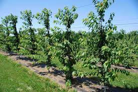 The first trial, now in year 3, compares the vertical axis, spindle and v training systems, the dwarfing rootstocks gisela® 5 and gisela® 6 in musacchi, s. How Canopy Structures Can Affect Sweet Cherry Productivity Growing Produce