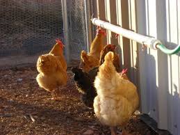 avian aqua miser chicken waterer chicken waterer homemade chicken waterer chicken waterer diy