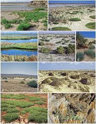 Image result for Salicornia pachystachya